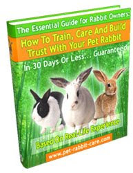 The Essential Guide For Rabbit Owners