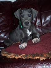 We will have another beautiful litter of Blues around October 2011!!!