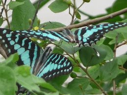 Butterflies - many in park