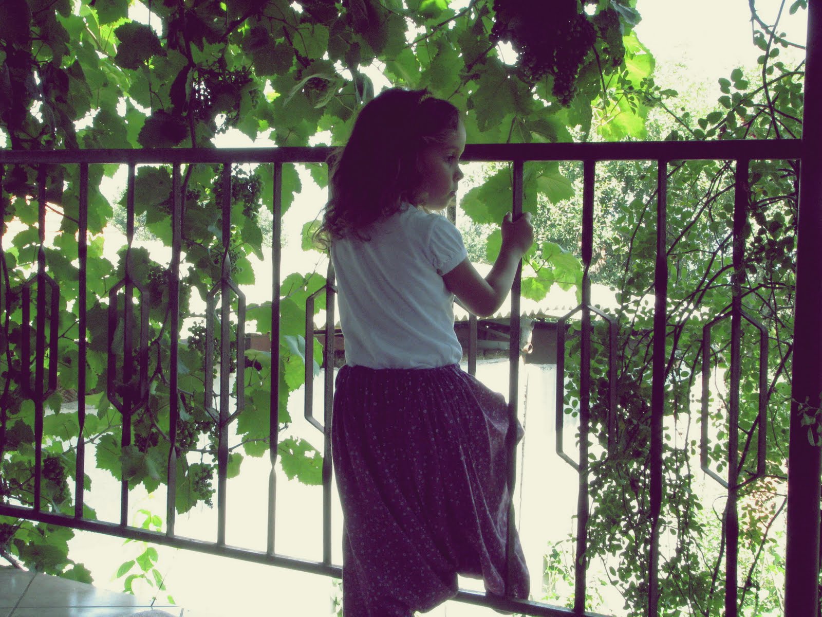 nohut oda bakla sofa Ayşe Sina Köyde&hellip;