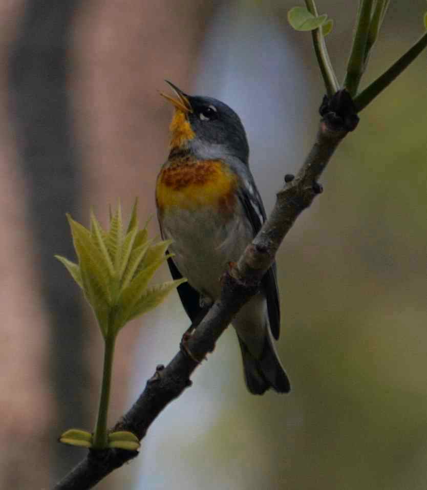 [parula.JPG]