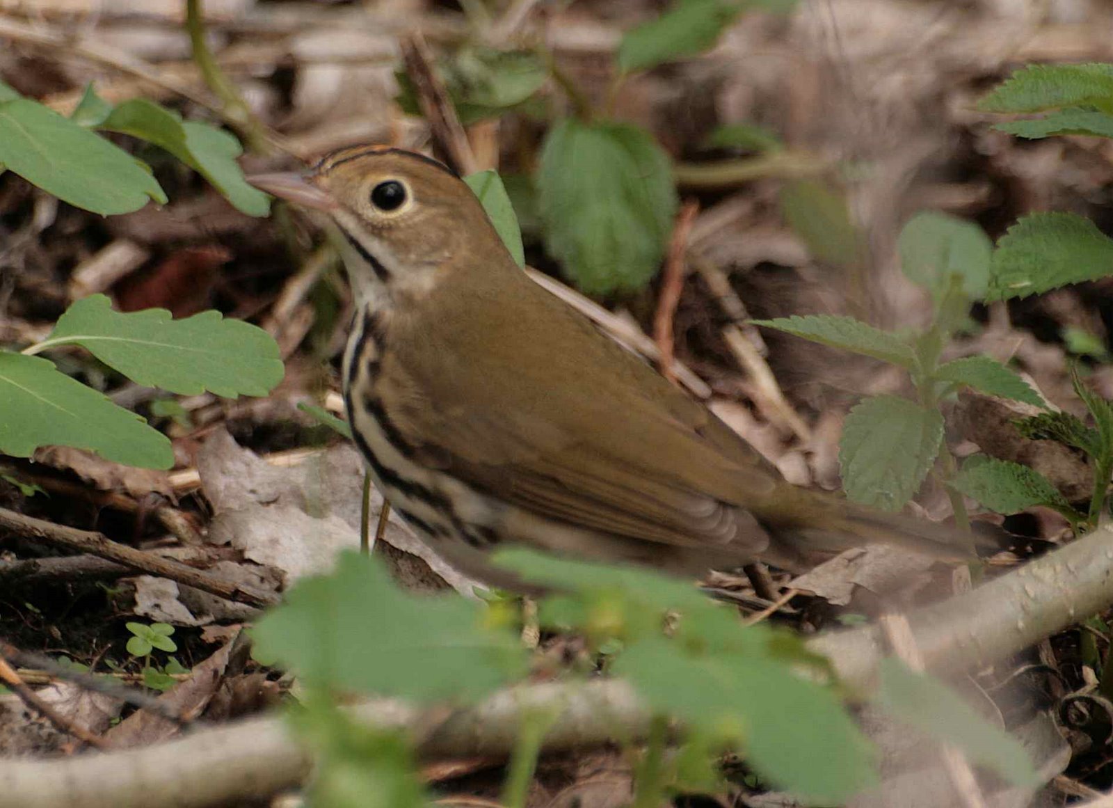 [ovenbird.JPG]