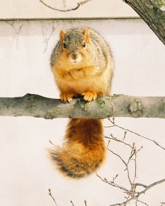 [squirrel.jpg]