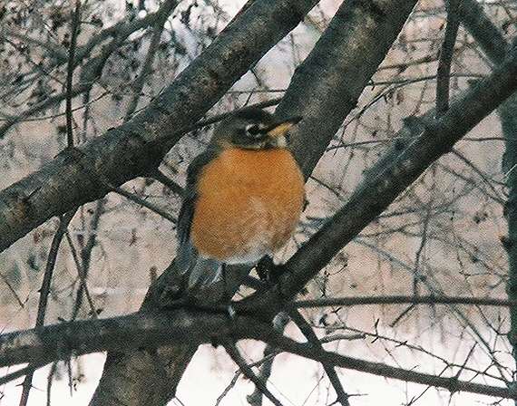 [robin.jpg]