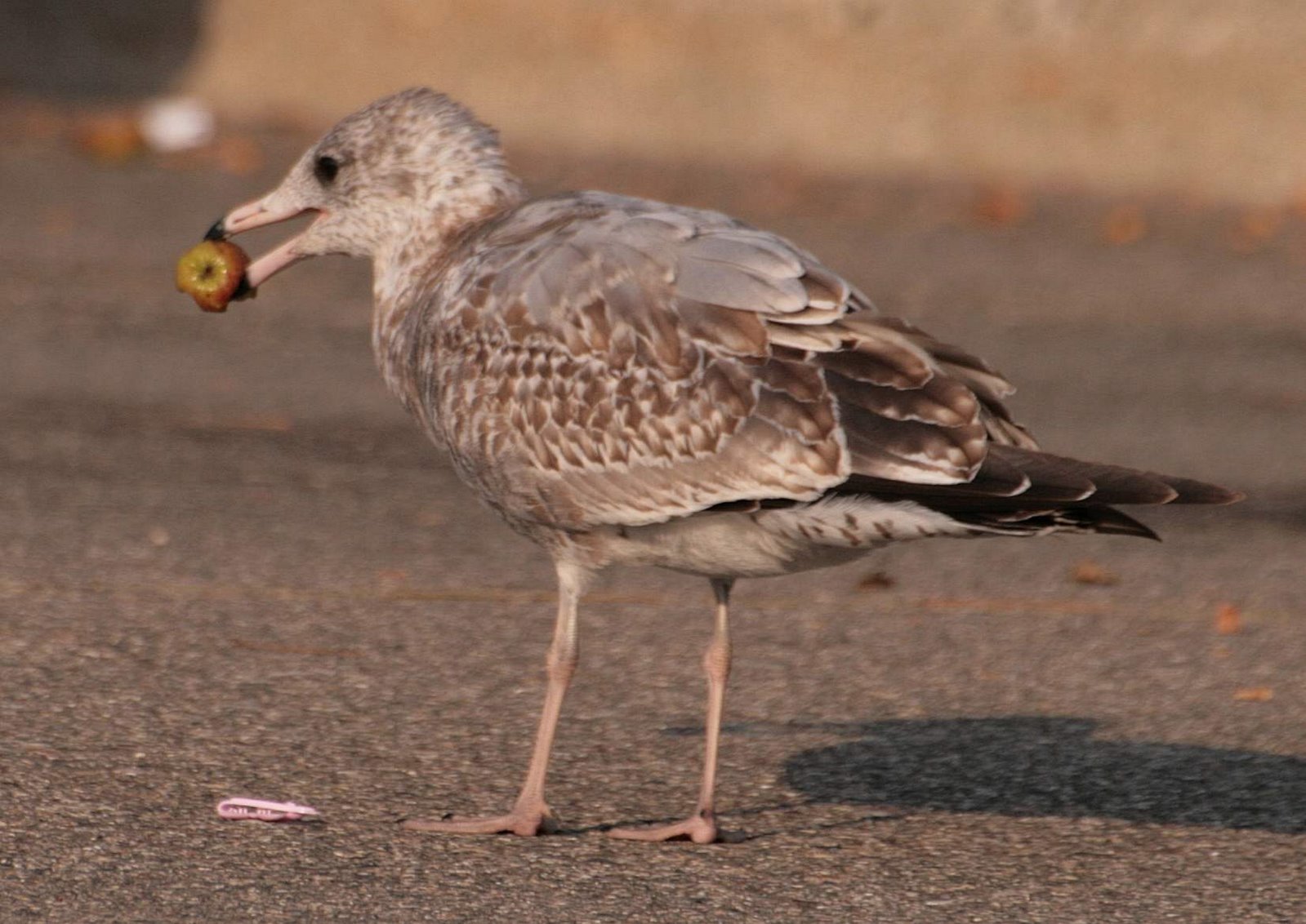 [gull3.jpg]