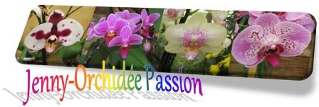 Jenny-Orchidee Passion