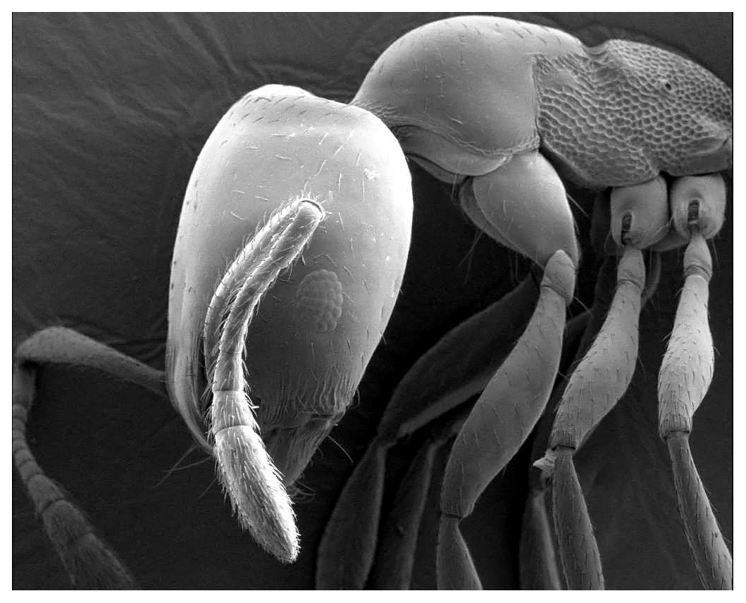 [Ant-electron-microscope-picture.png]