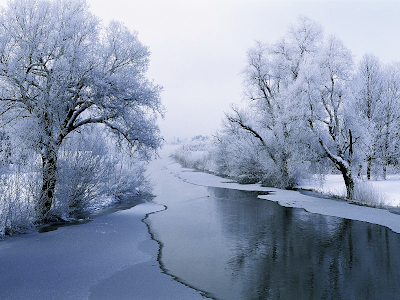 Images Of Trees In Winter. Desktop Wallpaper Trees.