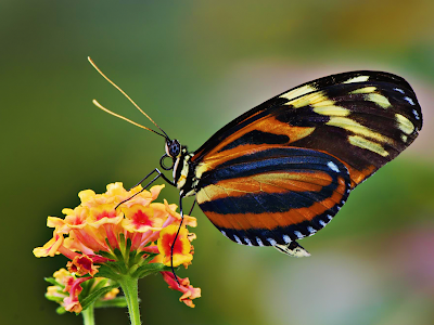 pink butterfly wallpaper. Tiger Butterfly wallpaper