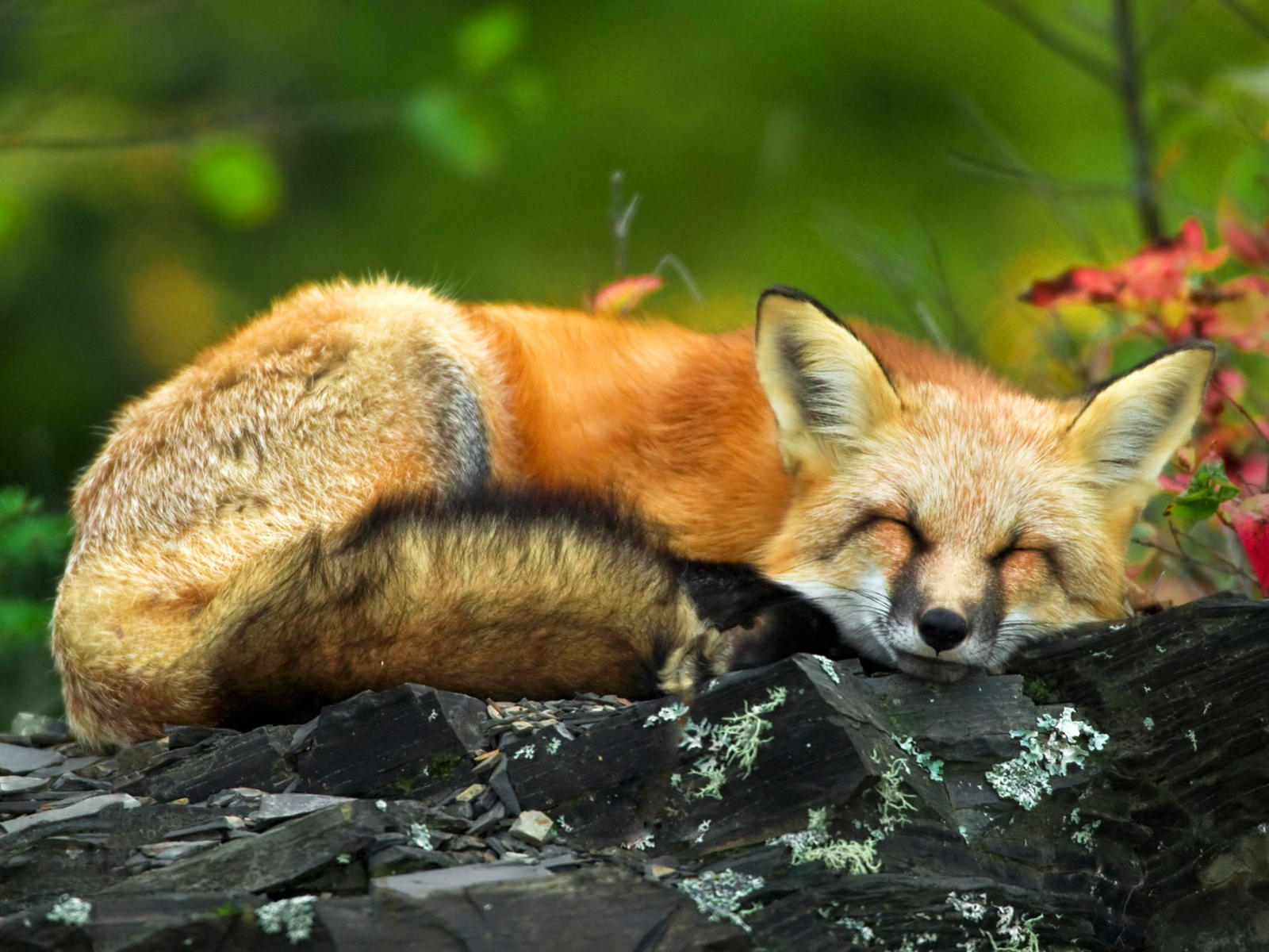 [Napping+Red+Fox+wp.png]