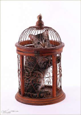 enjaulado%2Bgatito.jpg