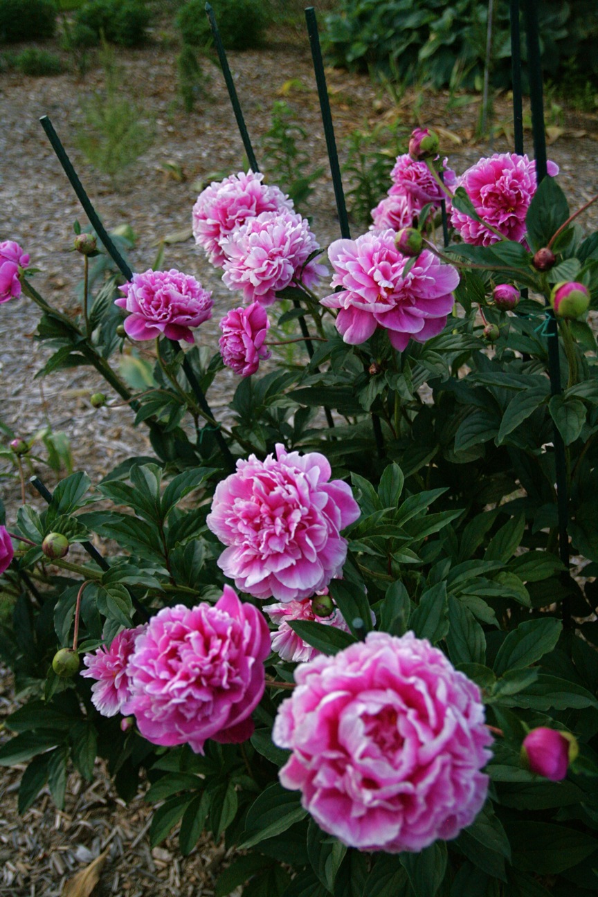 Conrad Art Glass & Gardens Sisson's Peony Gardens