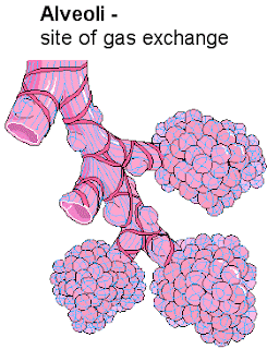 How Do U Pronounce Alveoli