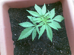 Creciendo