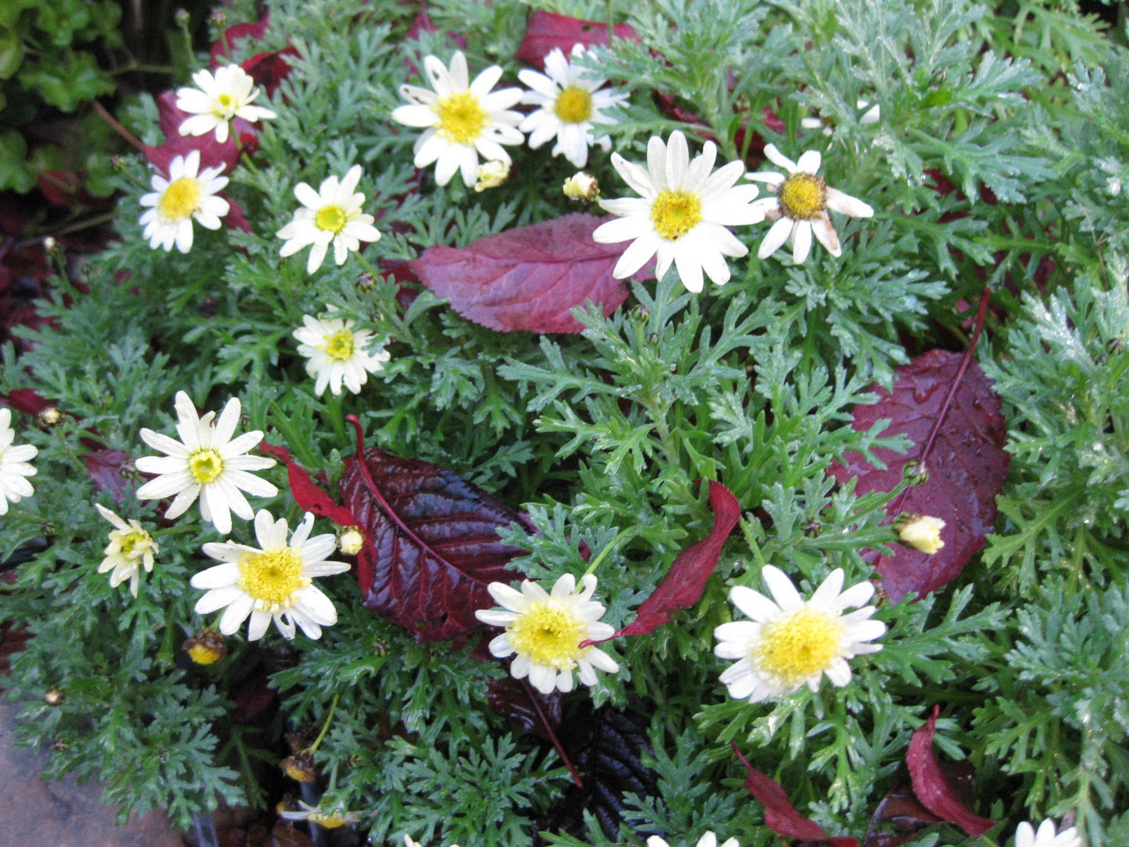 Chrysanthemum Frutescens