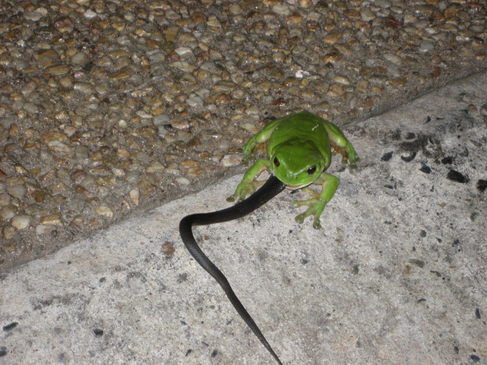 frog eating snake Aussie Pythons and Snakes