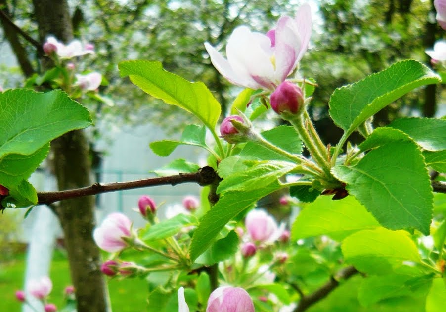 Garden Photoblog Jabłonka