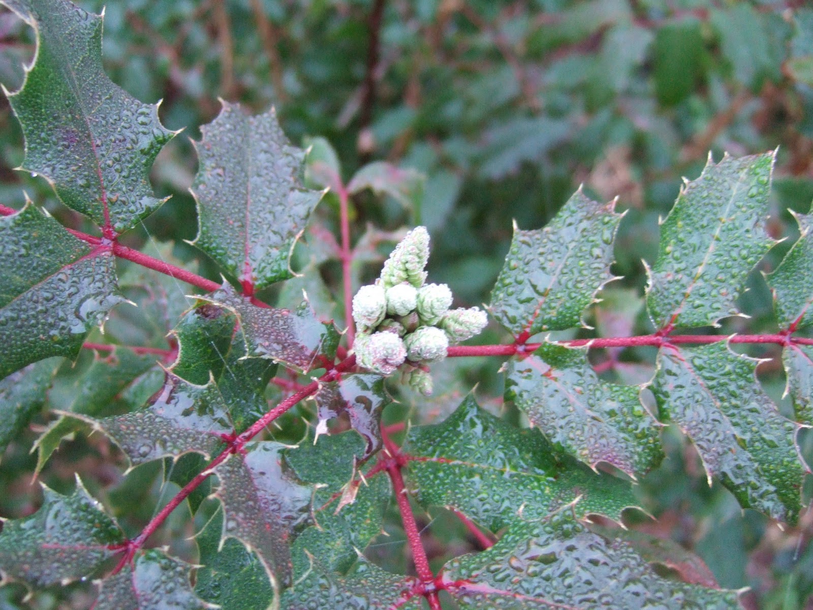 Reading the Washington Landscape January Blooms
