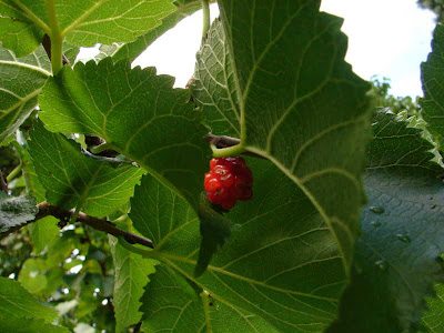 stoberry tree