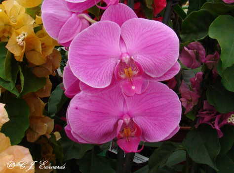 [060509+017+phalaenopsis+orchid350.JPG]