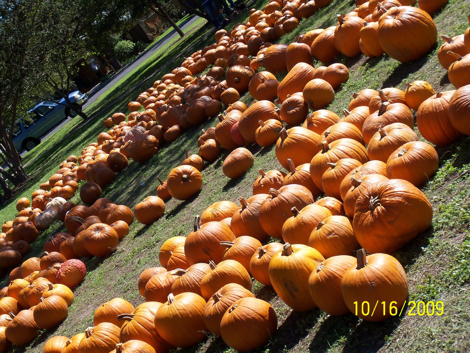 [Pumpkin+Patch+09+097.JPG]