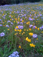 Verbena (Vervain) Loving Spring