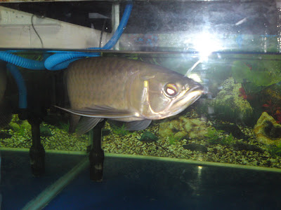 Kelisa Hijau