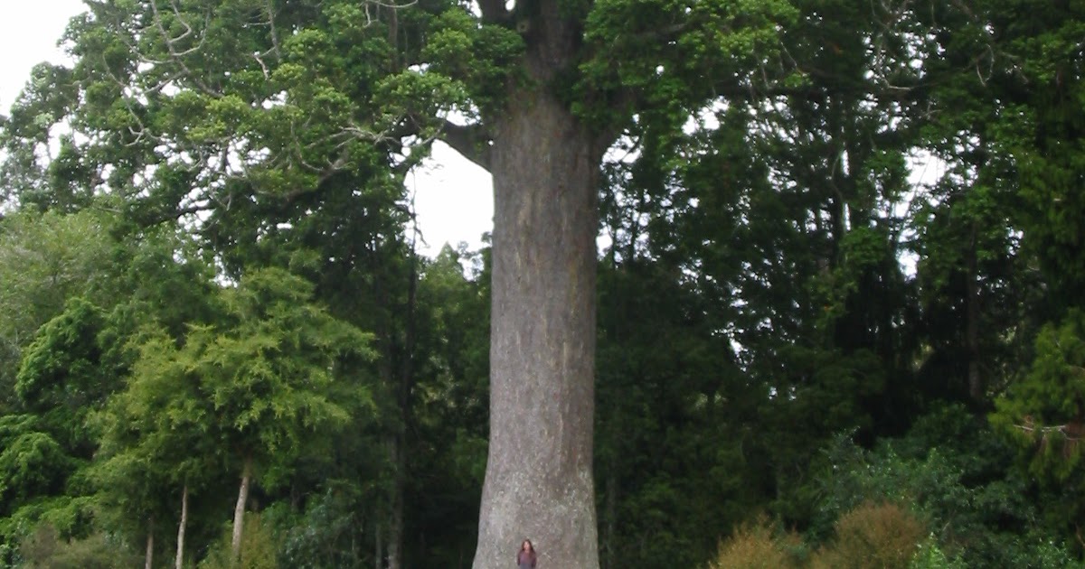 The Nobles in New Zealand KAURI TREE