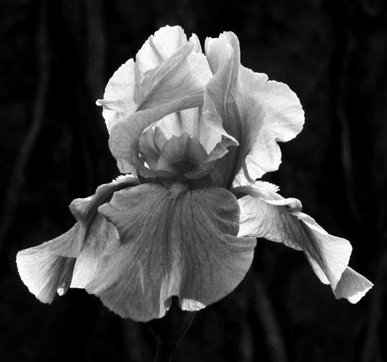 [iris.bmp]