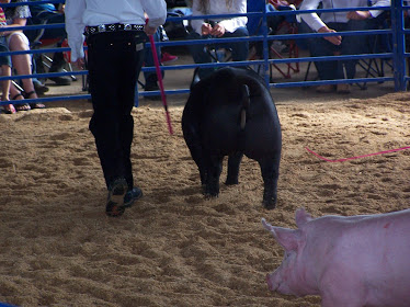 Nice placement of legs on this Show Pig