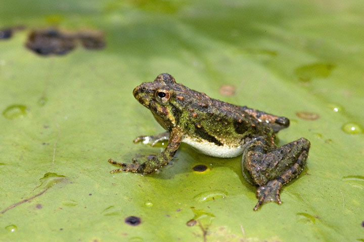 my frog phobia As david beckham reveals he is scared of frogs - other strange celebrity phobias the frog i was scared of i but goldenballs isn't the only celebrity with a. my frog phobia As david beckham reveals he is scared of frogs - other strange celebrity phobias the frog i was scared of i but goldenballs isn't the only celebrity with a.