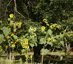 Our neighbor's sun flowers