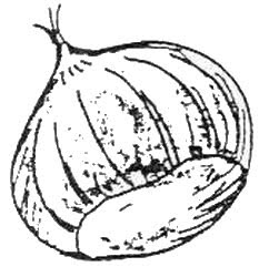 [castanhas.bmp]