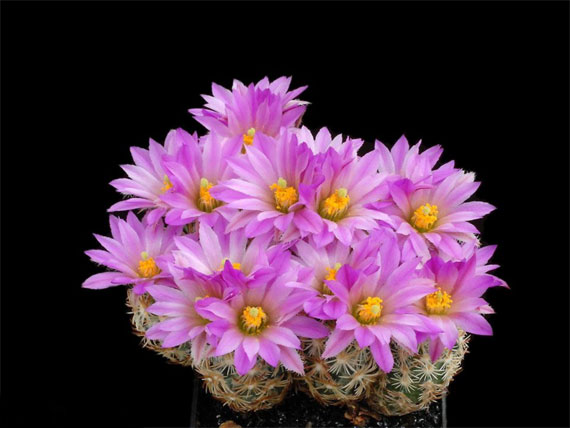  ورود جميلة , اجمل الورود, اروع التحف الفنية من الورود The+most+beautiful+cactus+flowers+%289%29