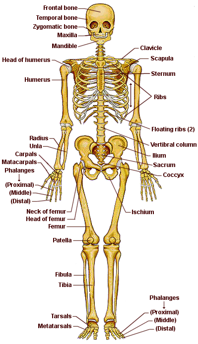 Cuerpo Humano Huesos Total