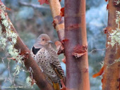 Northern Flicker