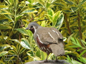 Mountain Quail, male