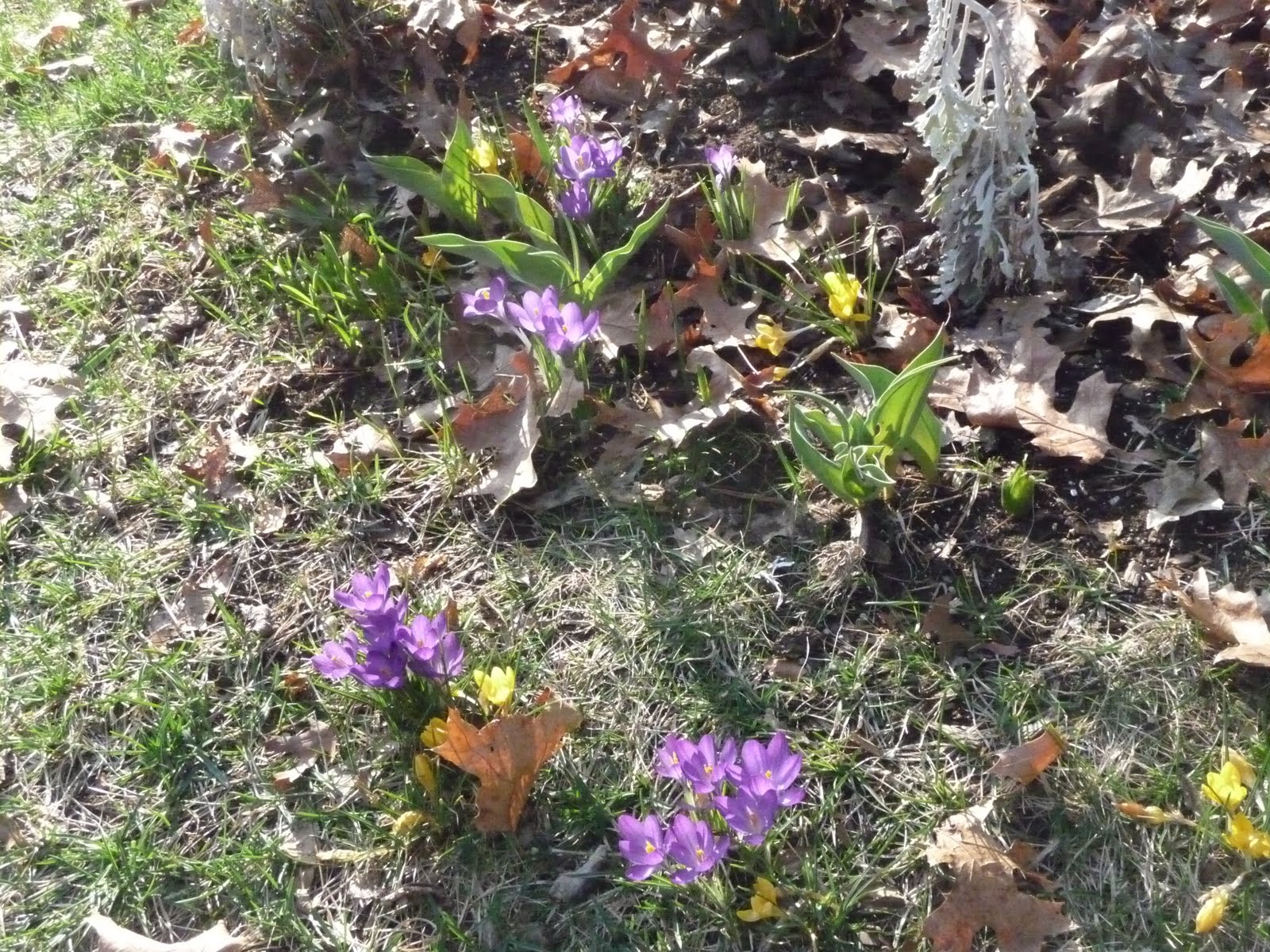 [flowers+2.JPG]