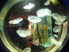 Cnidaria..obor-obor(Jellyfish)