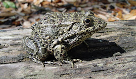 ALAPARC Gopher Frog Inititiative