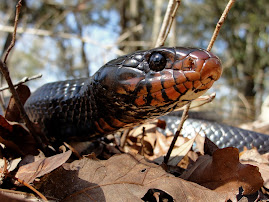 Indigo Snake Updates From the Field