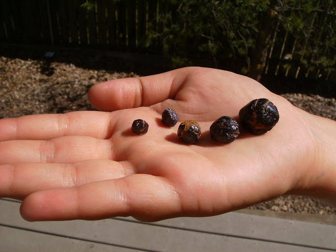 Idaho Star Garnets