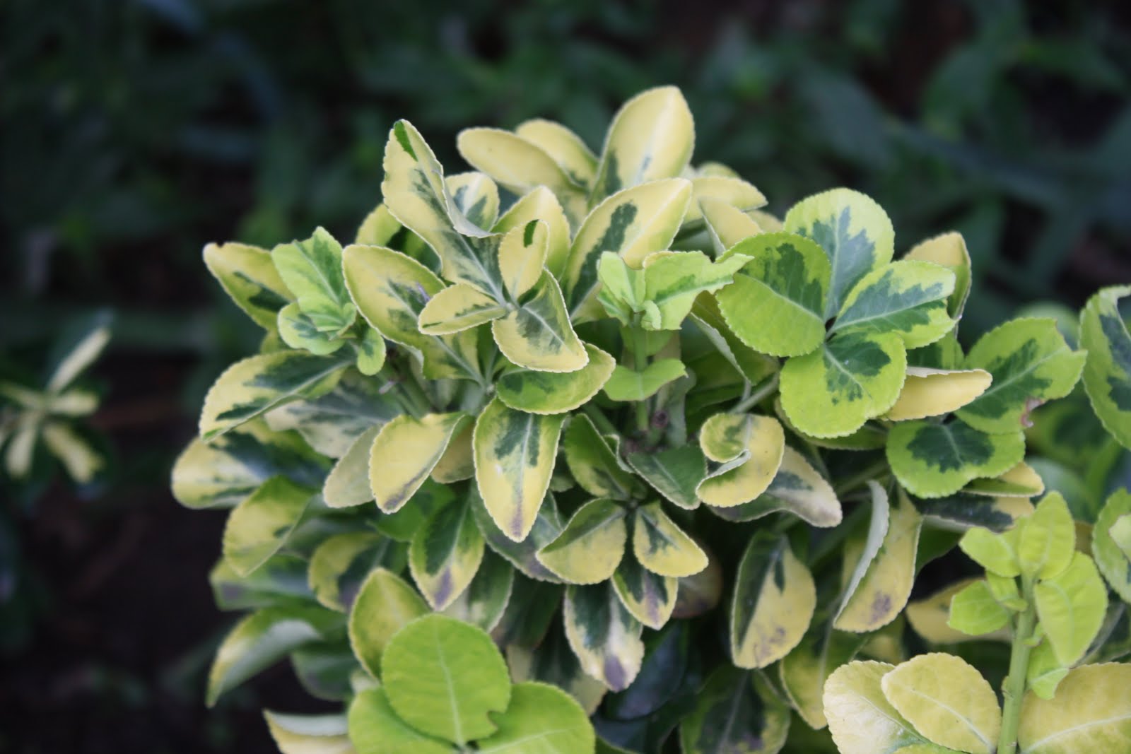 Euonymus Poisoning In Dogs Symptoms Causes Diagnosis