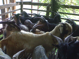 Kambing / Bebiri Untuk Dijual