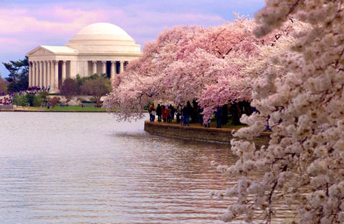 SAKURA/CHERRY BLOSSOM