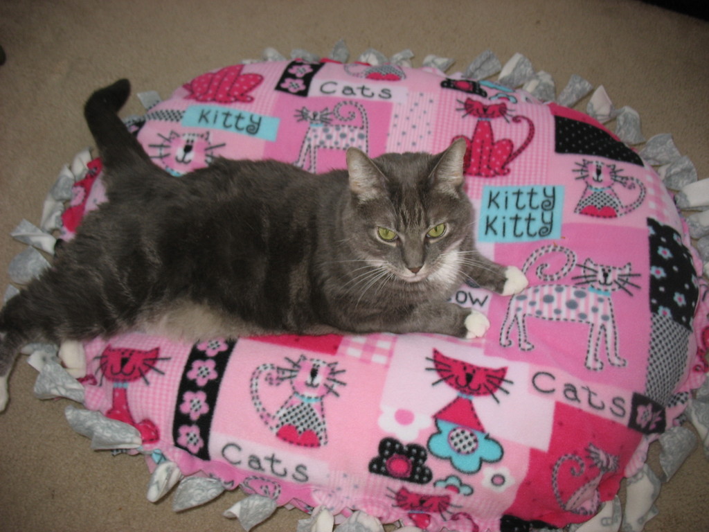 [Hondo+laying+on+bed.jpg]