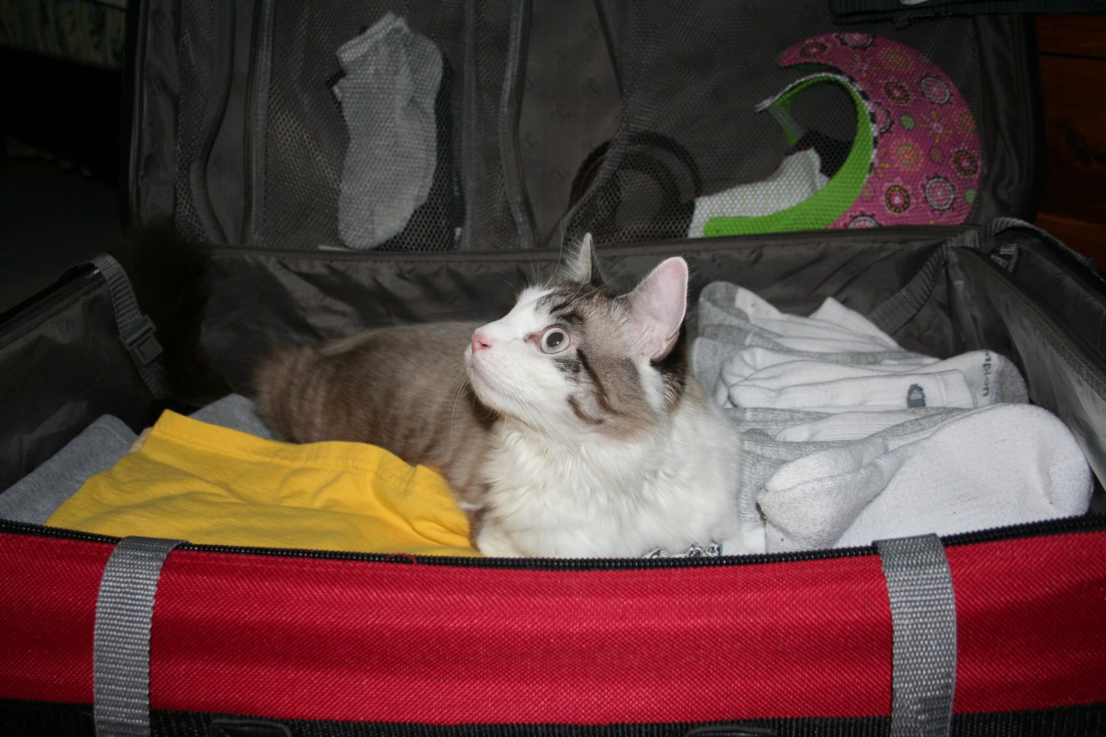 [Newman+in+suitcase.jpg]