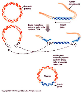 genetically modified bacteria genetic organisms modification create insulin organism gene engineered animals method flowchart creation plasmid medicine crops processes biological