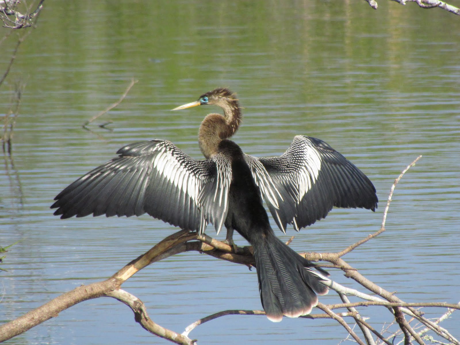 Florida Cormorants