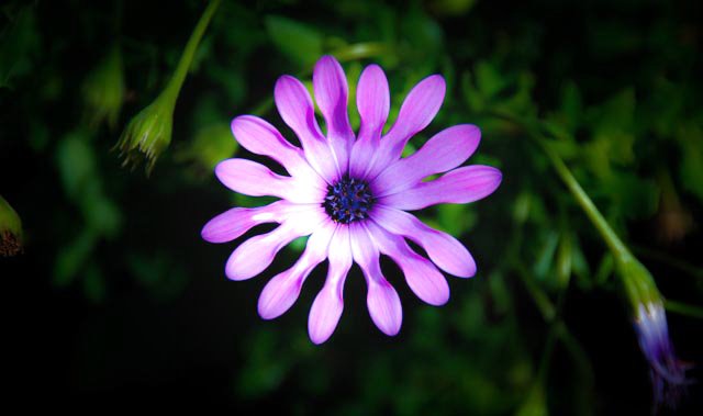 "Lilac Spoon" - Osteospermum hybrid